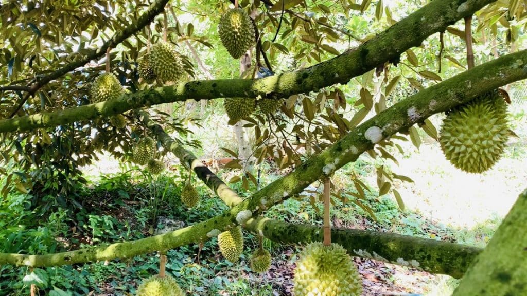 Không ít người dân Cẩm Mỹ lâu nay chỉ biết đến làm rẫy, làm vườn nay bỗng chốc trở thành tỷ phú. Một sào đất vườn có thể lên tới 1 - 2 tỷ đồng, tùy thuộc vị trí.   